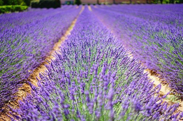 row of lavender flowers